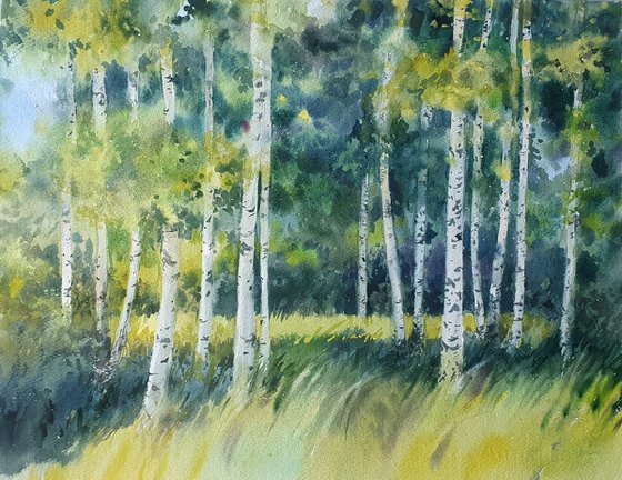 Landscape of birch grove