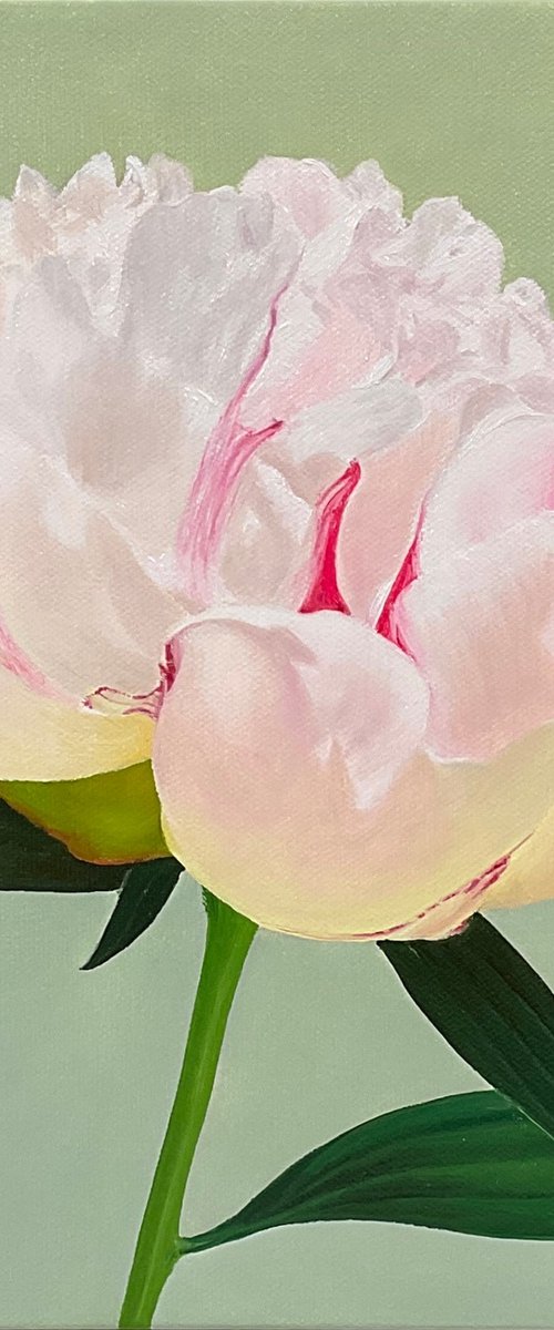 White Peony by Alla Kallass