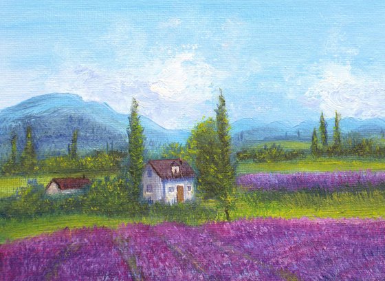 Lavender field