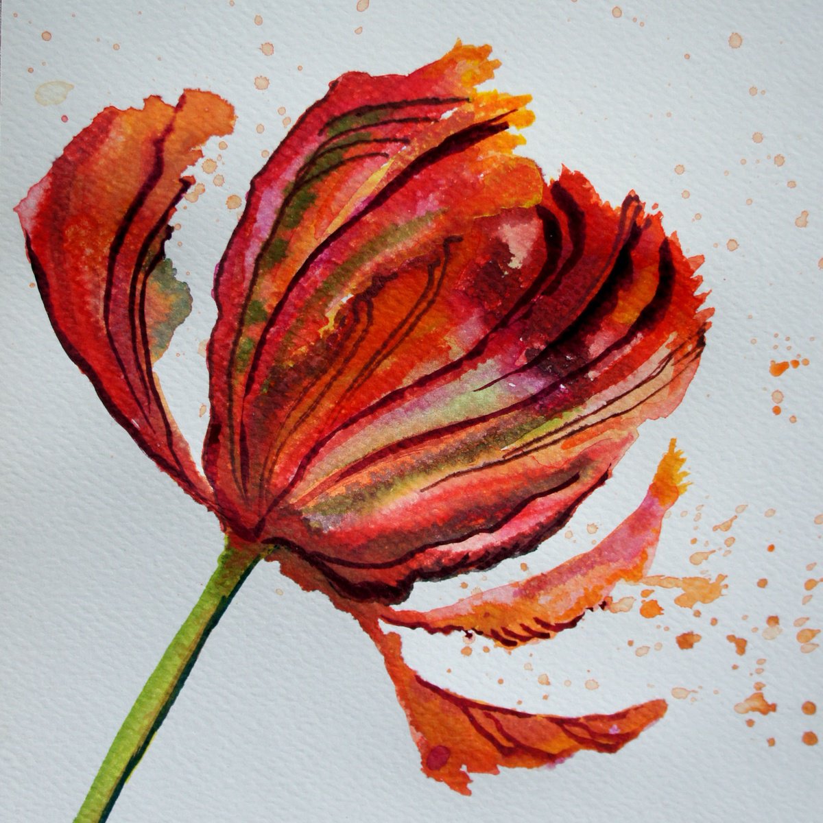 Parrot Tulip by Julia Rigby
