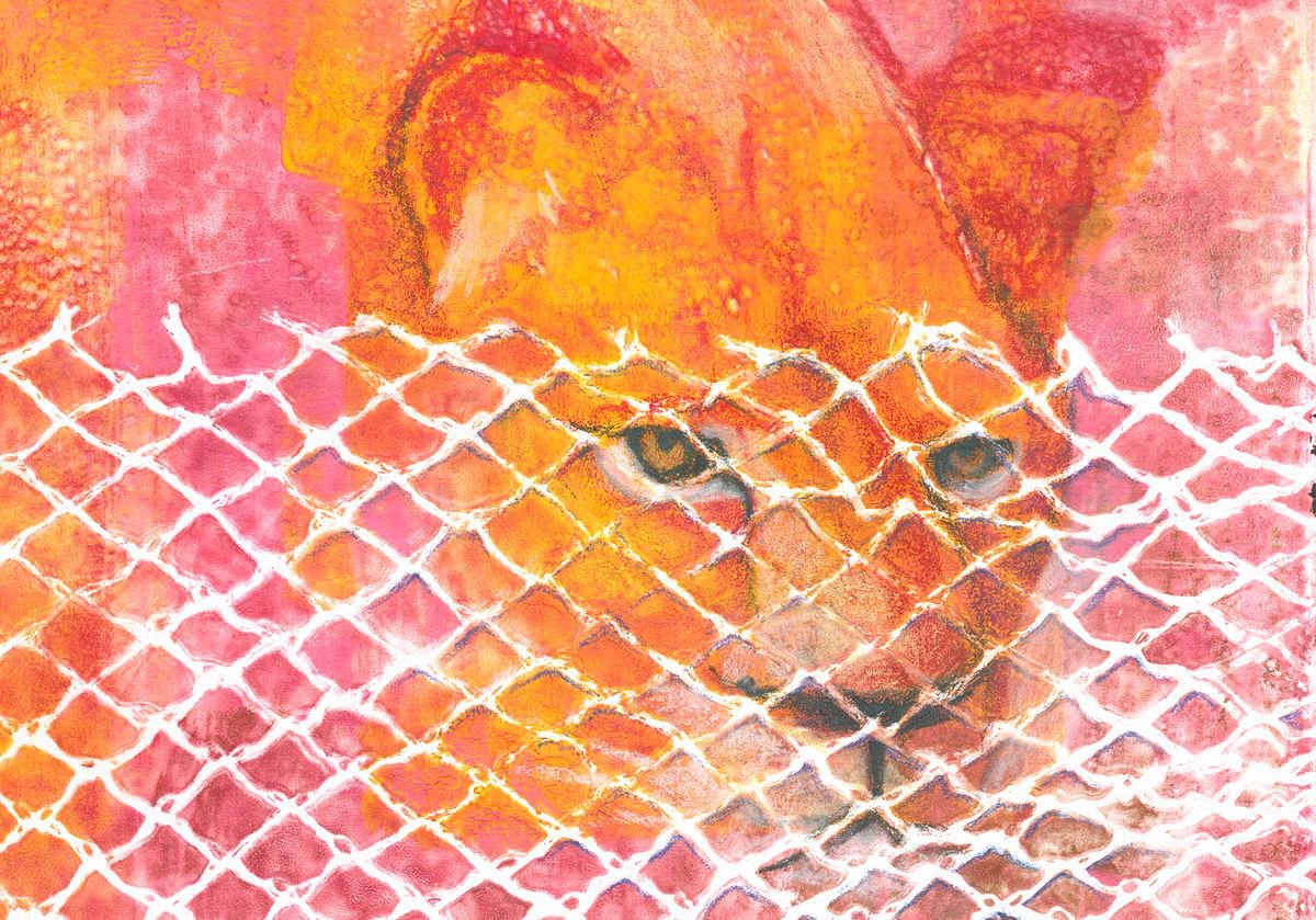 Limited Edition Print , Zoo 2 - Lion By Hilde Hoekstra, 12 X 17, Artwork For Sale On Artfinder