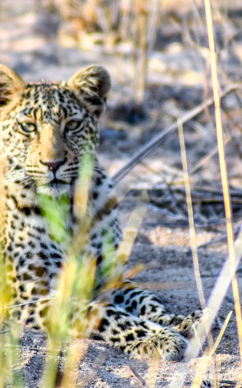 LEOPARD EYES by Fabio Accorrà