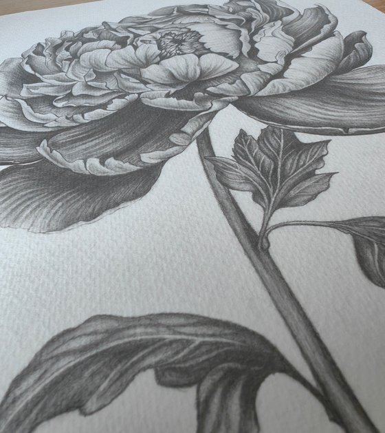 Peony