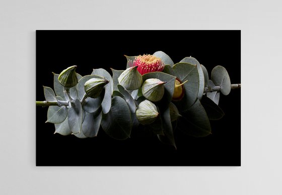 Eucalyptus Rhodantha