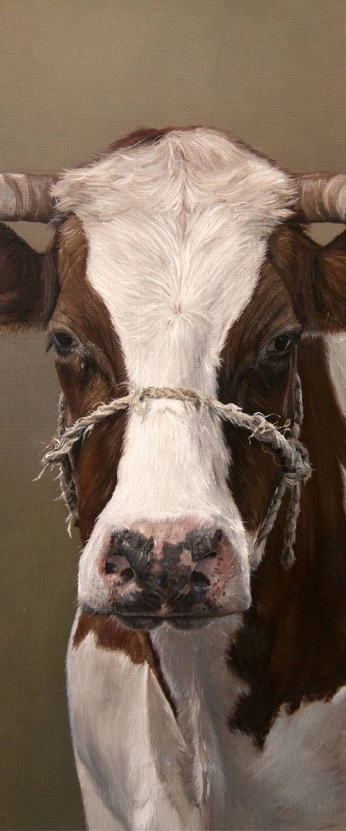 Portrait of a Cow (Original Oil Painting) by Mayrig Simonjan