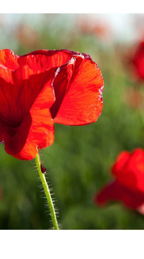 Blood Red by Gary Sheridan