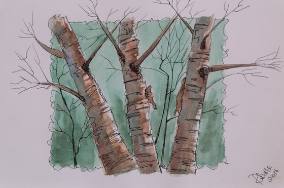 Birch Trees