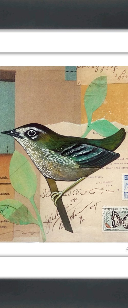 North Island Bush Wren by Carolynne Coulson