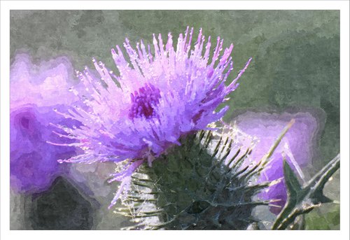 Thistle Dew by David Lacey