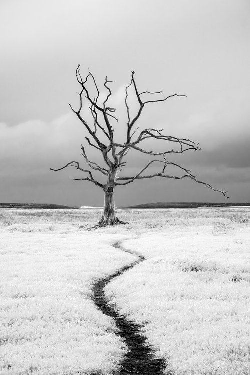 Lone Tree Porlock by Paul Nash