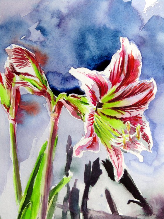 Amaryllis