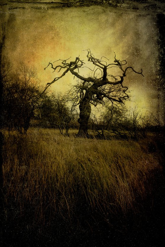 The Twisted tree