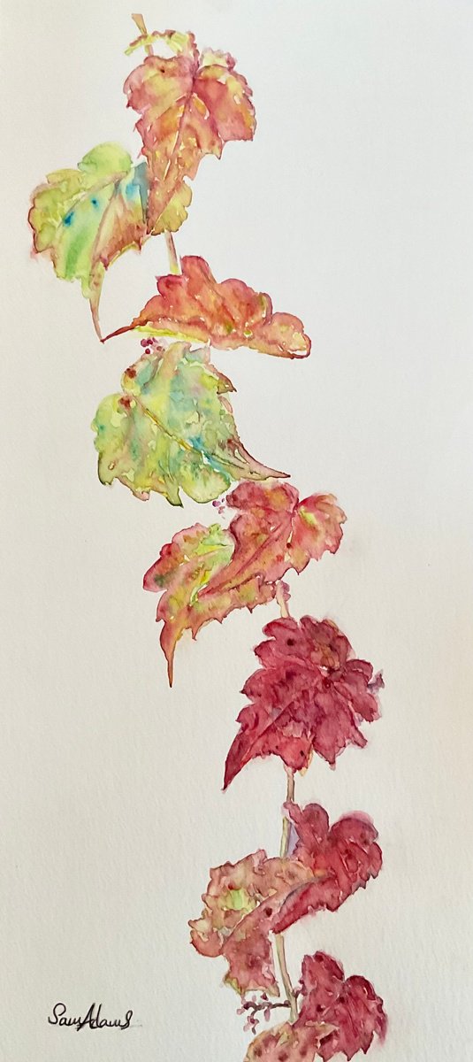 Autumn vine leaves by Samantha Adams