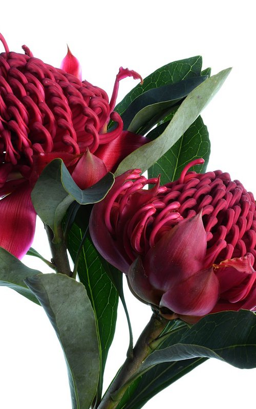 Red Waratahs by Nadia Culph