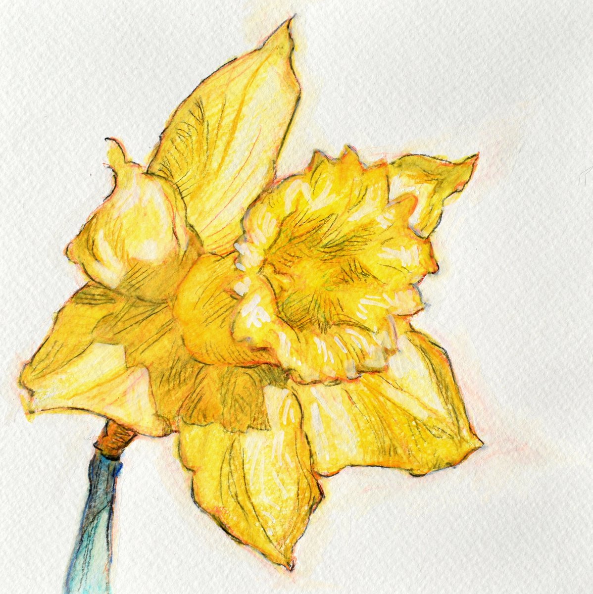 Daffodil by Austen Pinkerton