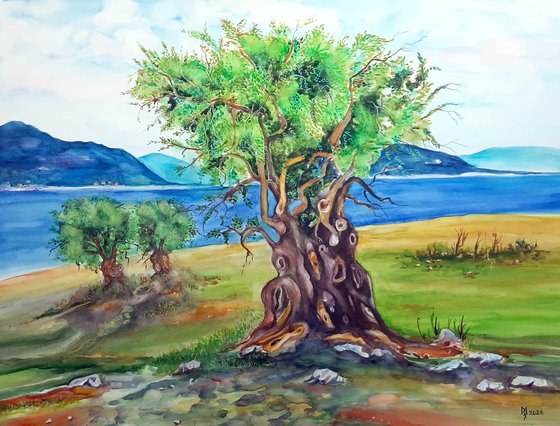 Olive Tree by the Sea