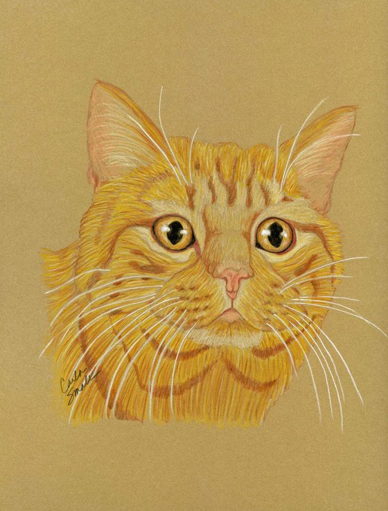 Orange Tabby Pet Cat Art Original Drawing-Carla Smale