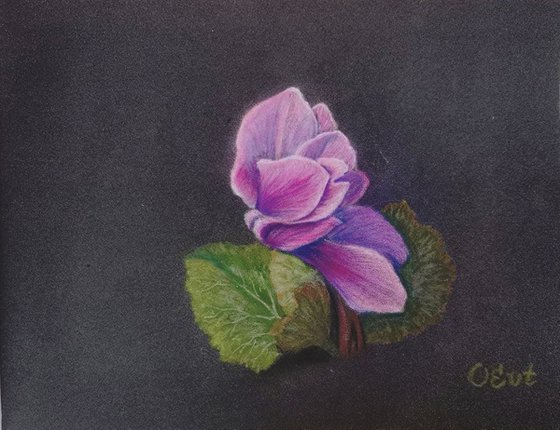 Sicilian cyclamen from life. 24x18 cm. Ciclamino Siciliano