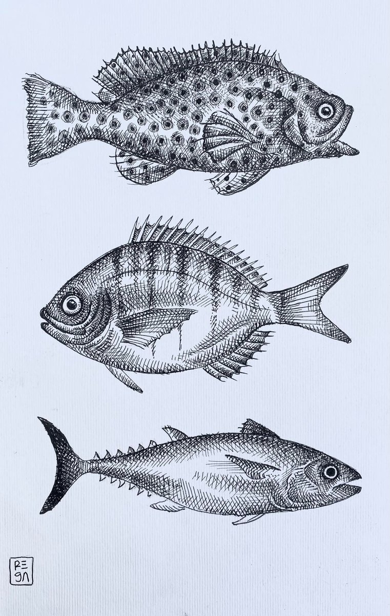 fish species by Mariana Renteria Garnica
