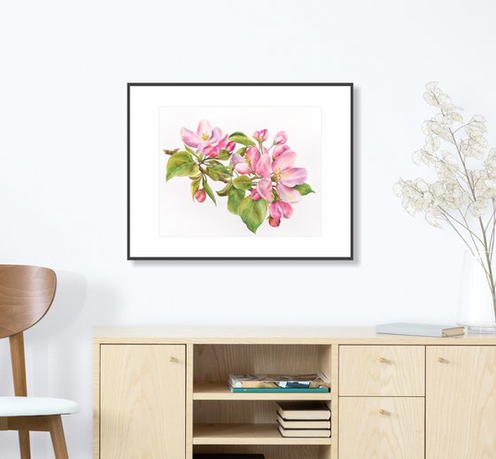 Apple bloosom, watercolor flowers, spring floral painting