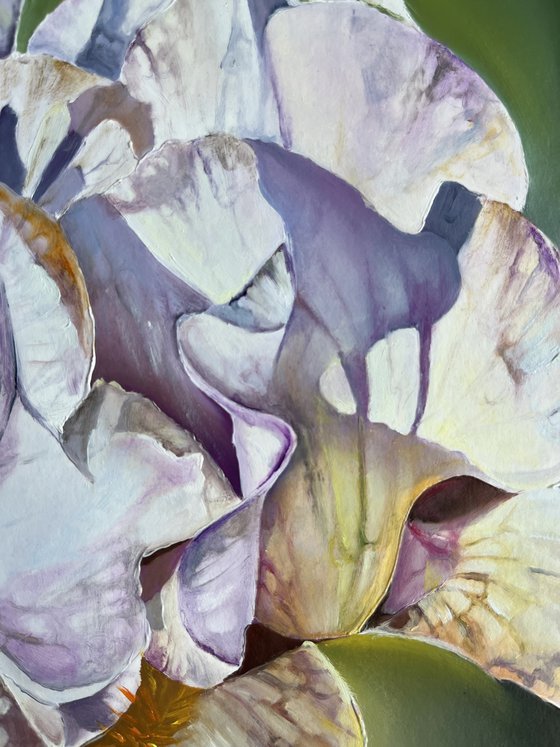 Purple White Irises