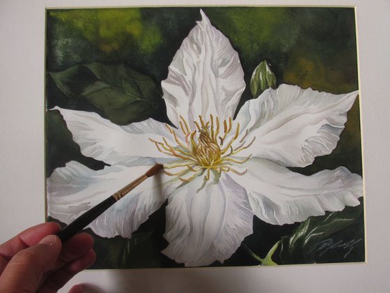 white clematis