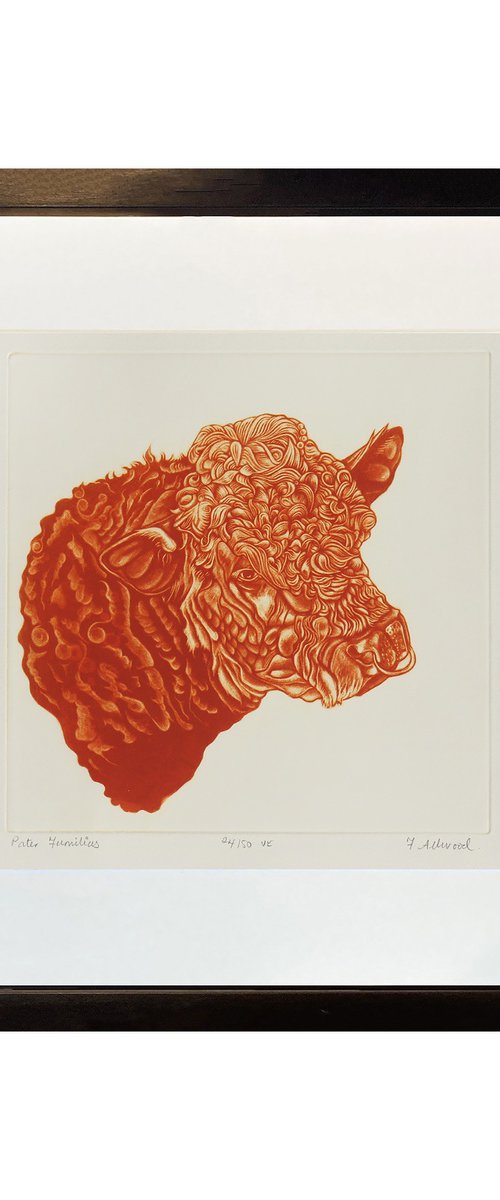 BULL PRINT - Mezzotint by Francis Allwood