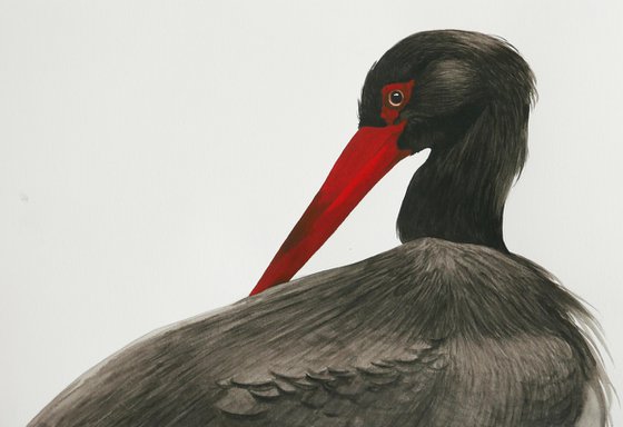 Black stork portrait