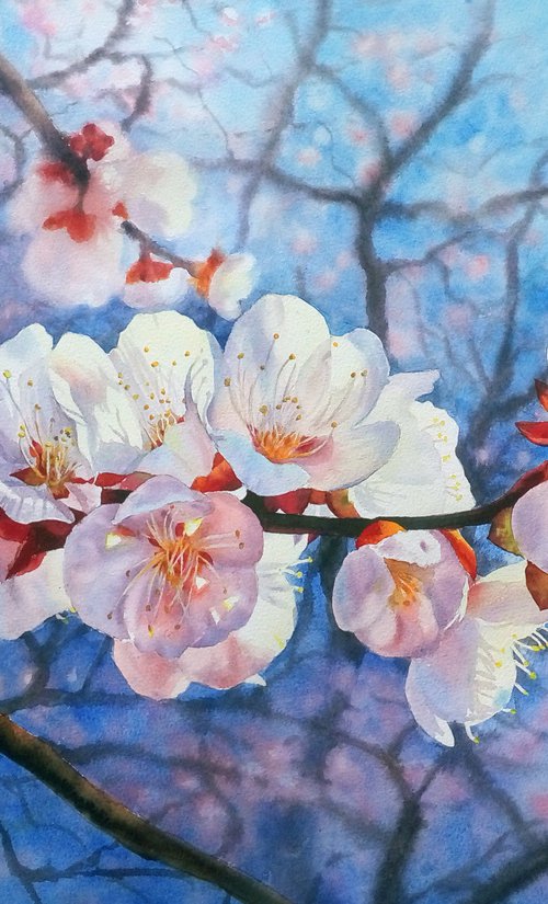 Blooming Apricot - Apricot Blo by Olga Beliaeva Watercolour