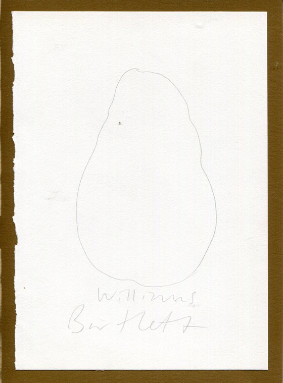 Williams Bartlett British pear sketch