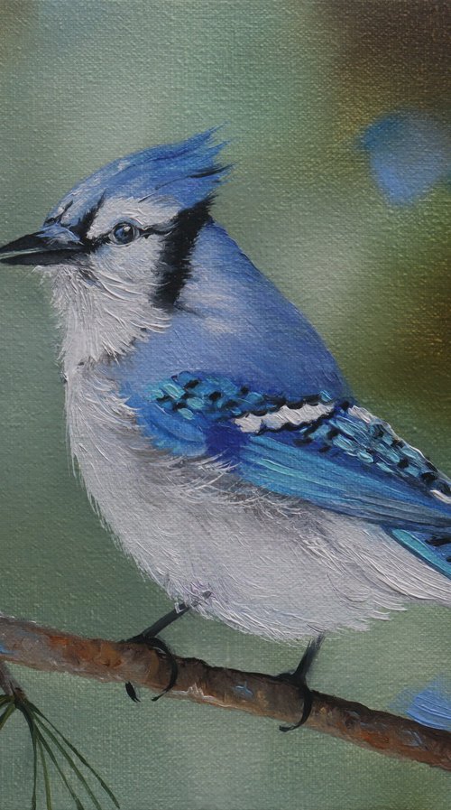 Blue Jay on Pine by Natalia Shaykina