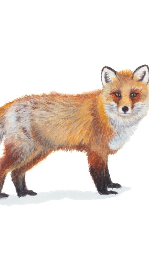 Winter Fox in Aspens by Sofia Deer