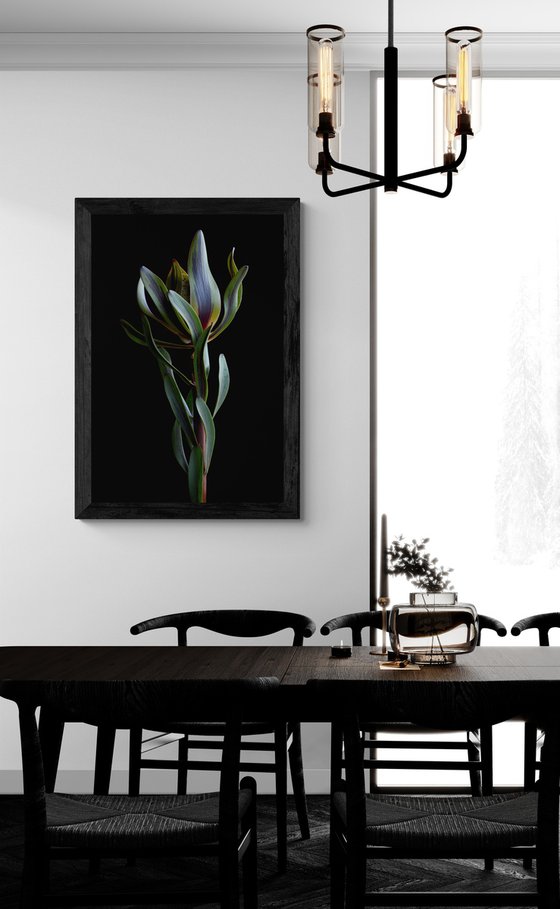 Burgundy Blaze Leucadendron