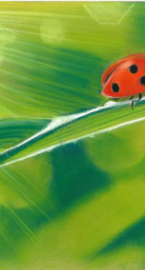 "coccinella" by Laura Muolo