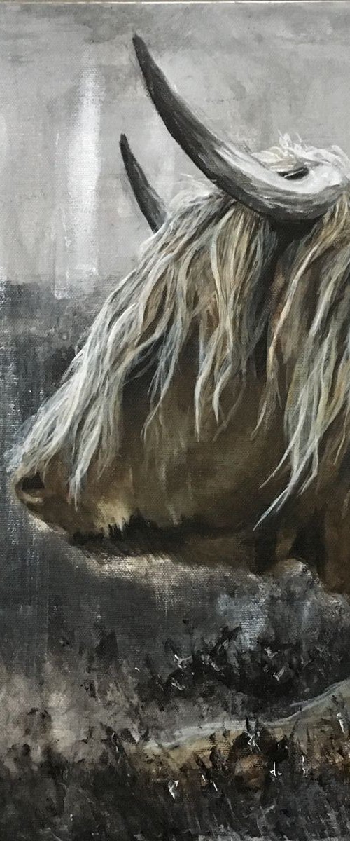 Grey Highland by Paul Hardern