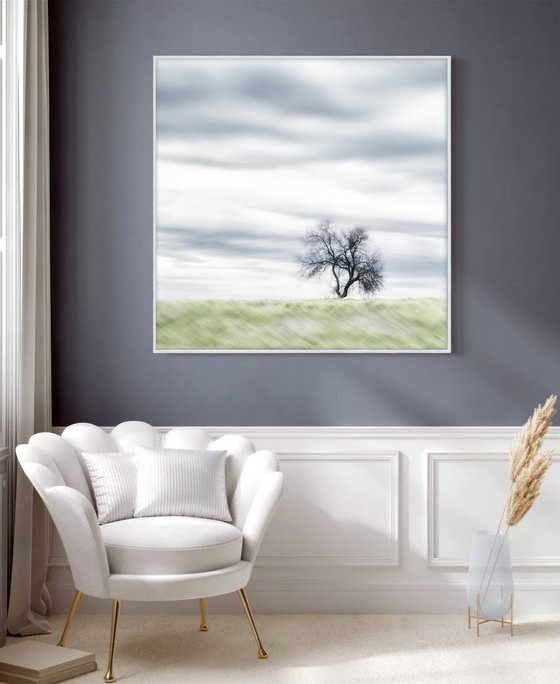 Lone Tree in the Tuscan Countryside