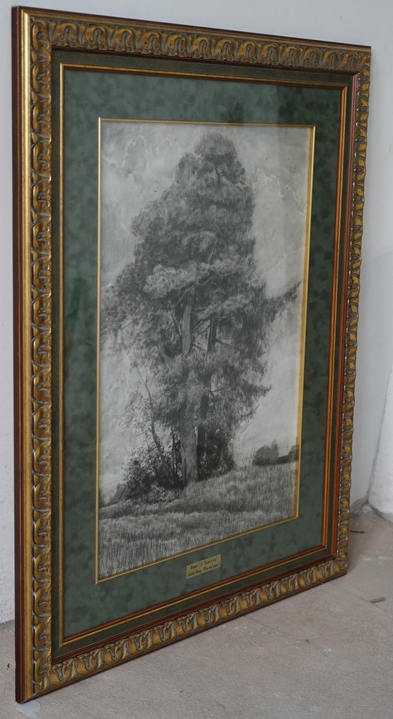 Pine and Spruce