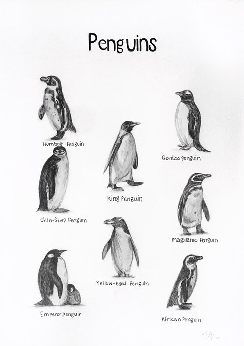 “Penguins” by Amelia Taylor