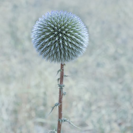 Globe Thistle blooming