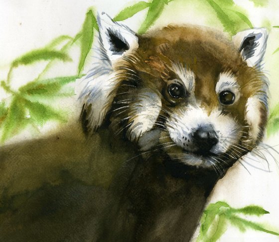 red panda watercolor