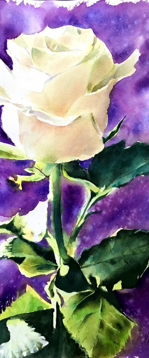 White Rose by Monika Jones