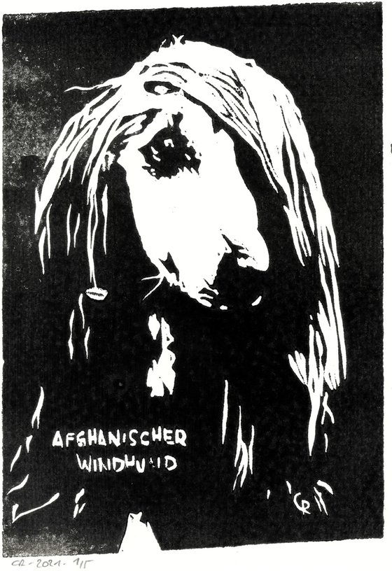 Dogs - Afghan Hound