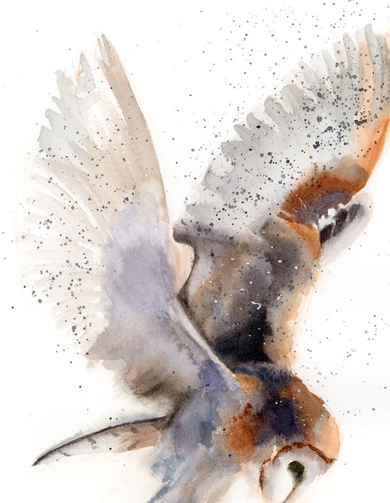 Flying Barn Owl