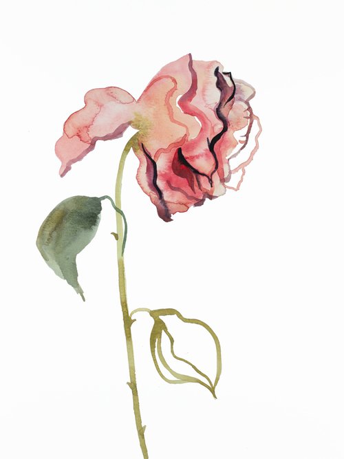 Rose Study No. 46 by Elizabeth Becker