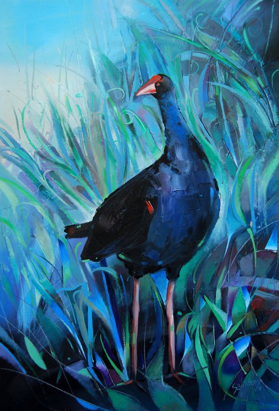 Purple swamphen porphyrio VIII