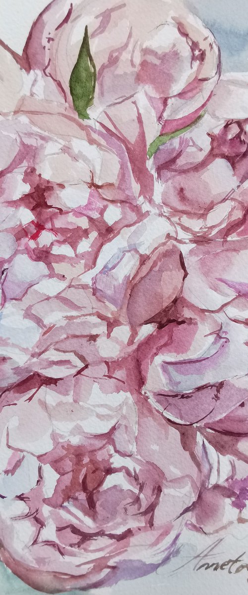 Peonies drawing on paper by Annet Loginova