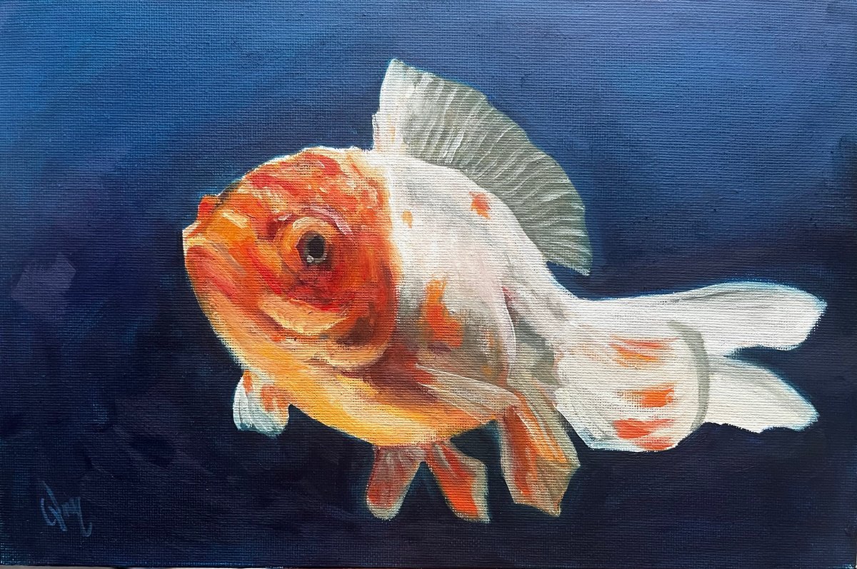 Goldfish 2 by Cedric Visser