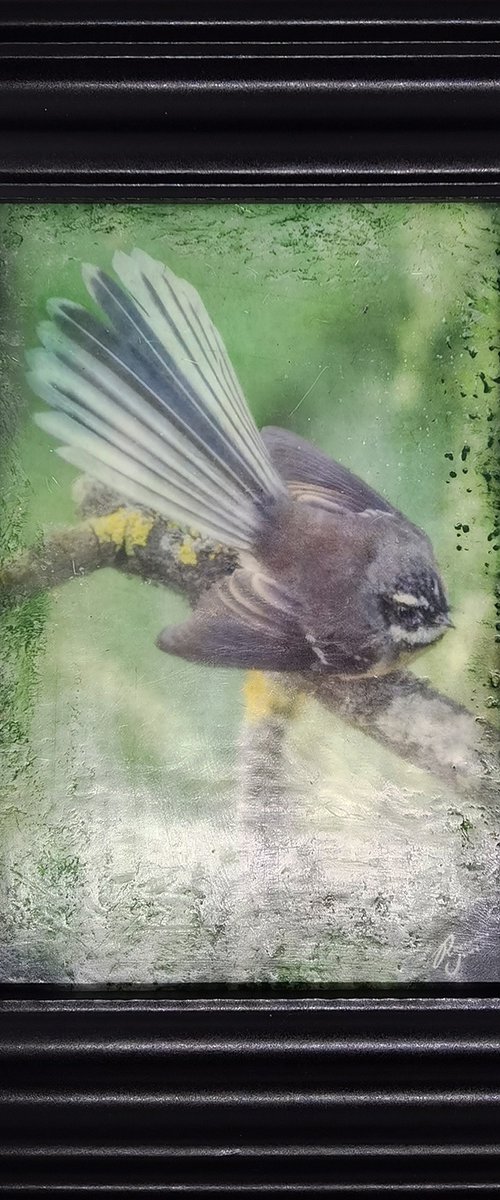 Little River Fantail by Roseanne Jones