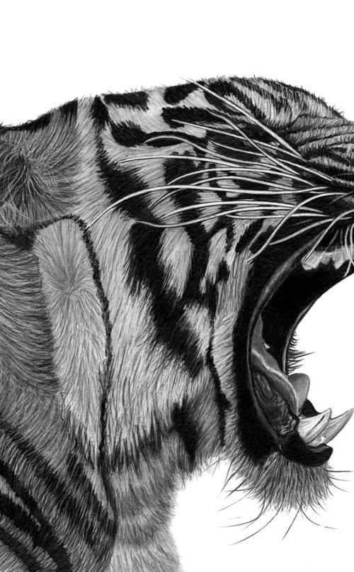 Growling Tiger (Updated) by Paul Stowe