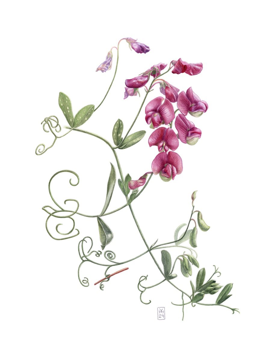 Photorealistic Botanical Watercolour By Yuliia Moiseieva, 11 X 15", Pink Sweet Pea, Original Artwork
